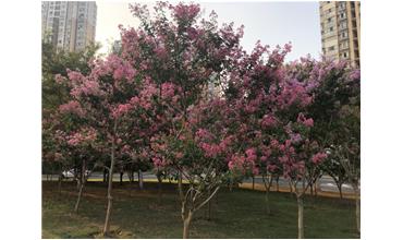 夏秋季節(jié)，錫城首次驚現(xiàn)紫薇花開美景